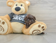 10 week old Shih Poo Puppy For Sale - Windy City Pups