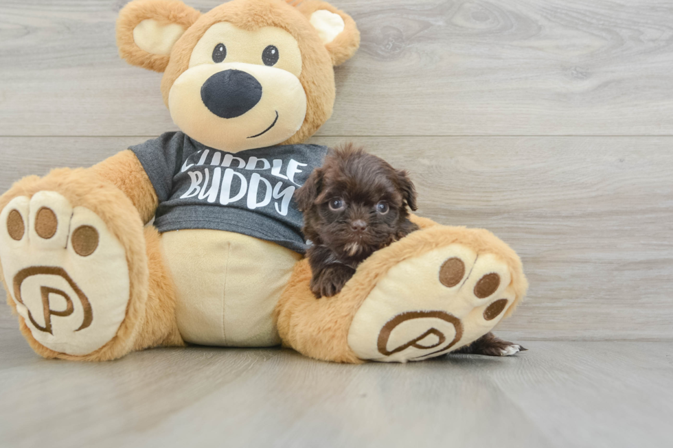 Cute Shih Poo Baby