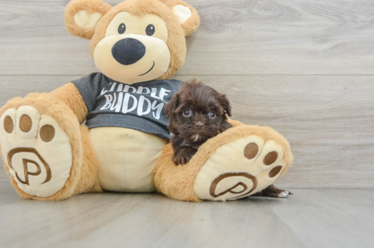 Cute Shih Poo Baby