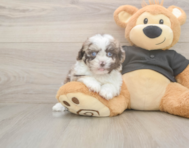 6 week old Shih Poo Puppy For Sale - Windy City Pups