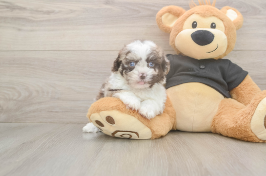 7 week old Shih Poo Puppy For Sale - Windy City Pups Shih Poo Puppy for Adoption