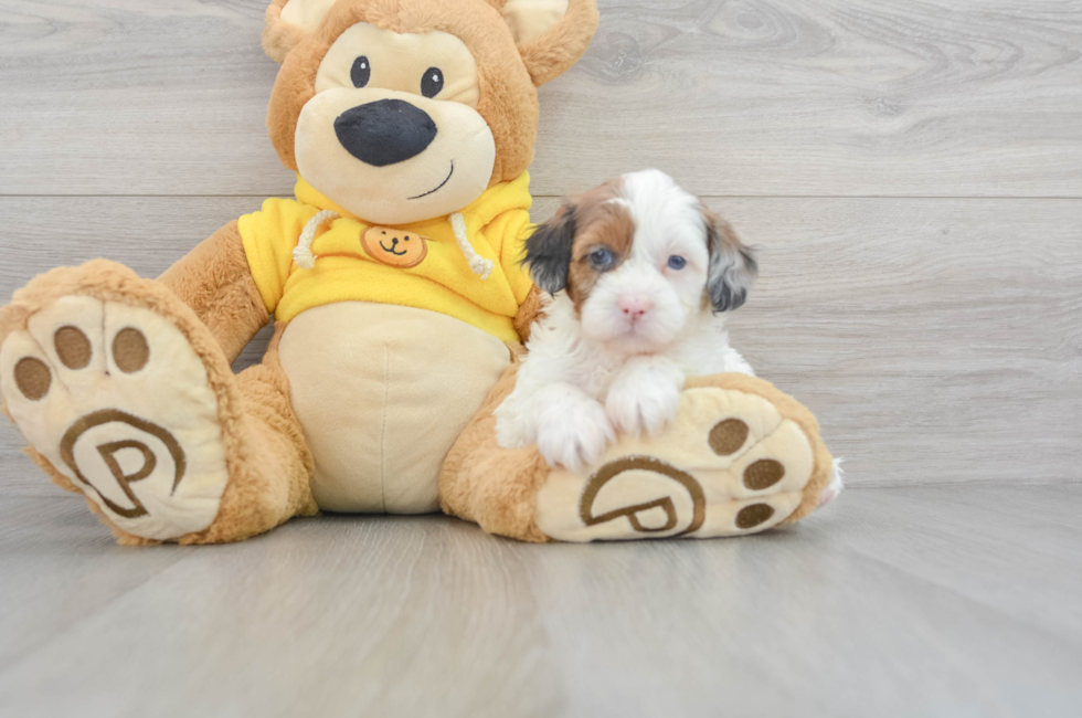 7 week old Shih Poo Puppy For Sale - Windy City Pups