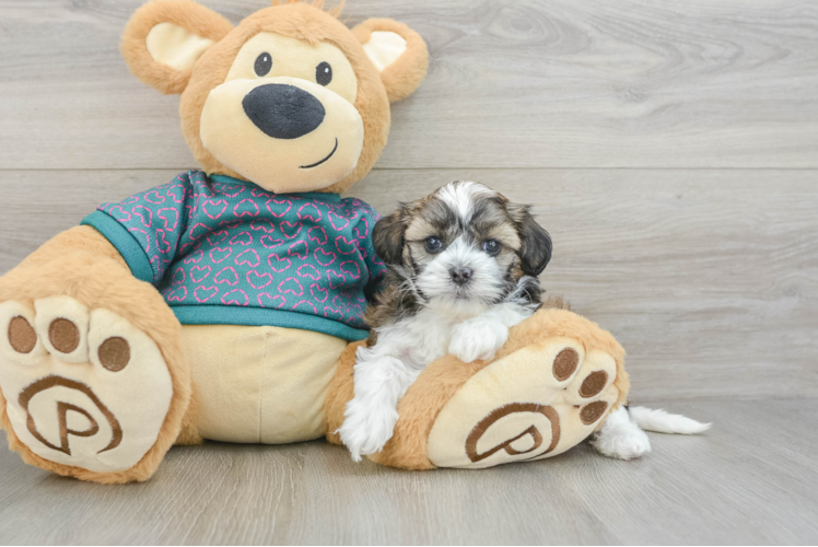 Shih Poo Pup Being Cute