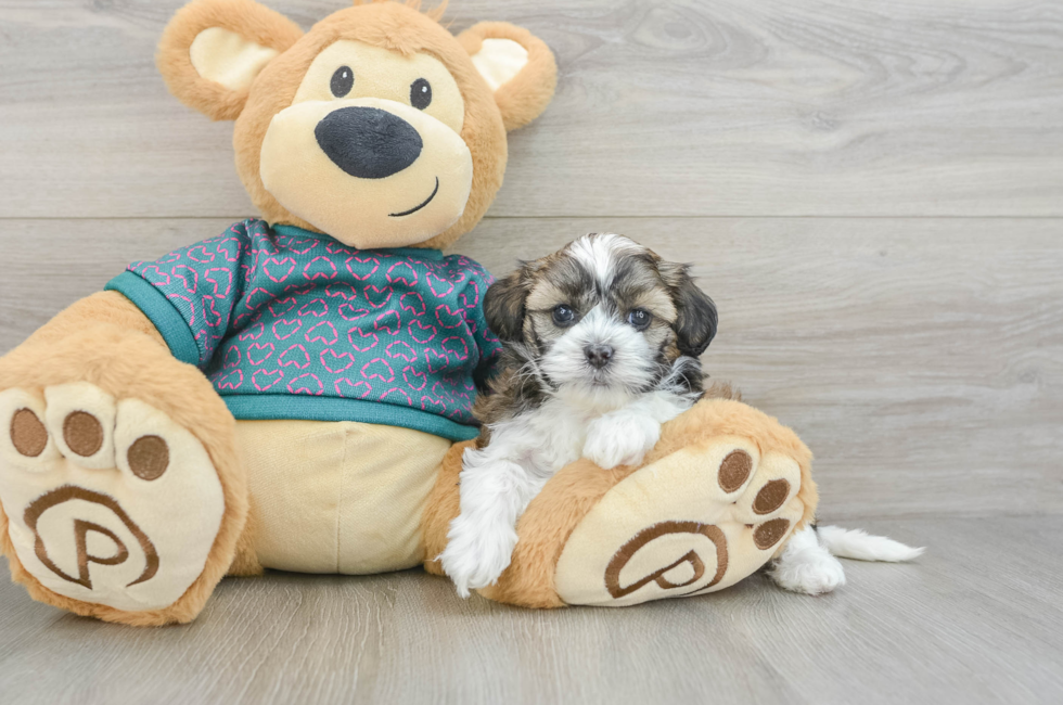 5 week old Shih Poo Puppy For Sale - Windy City Pups
