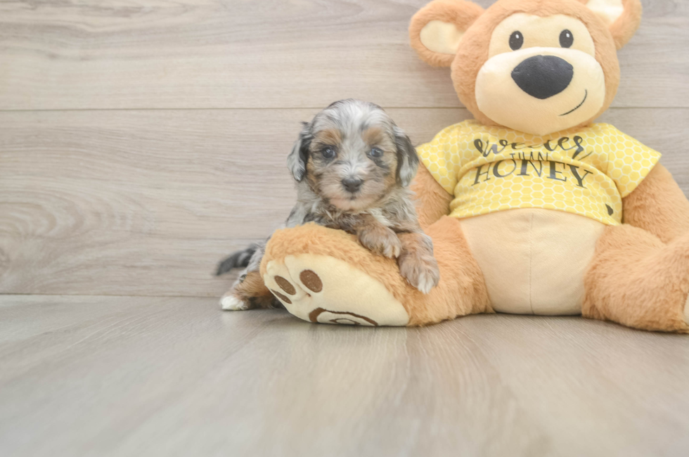 5 week old Shih Poo Puppy For Sale - Windy City Pups