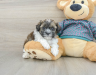 7 week old Shih Poo Puppy For Sale - Windy City Pups