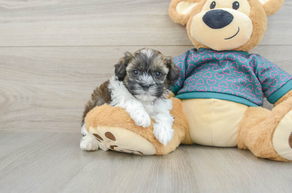 5 week old Shih Poo Puppy For Sale - Windy City Pups