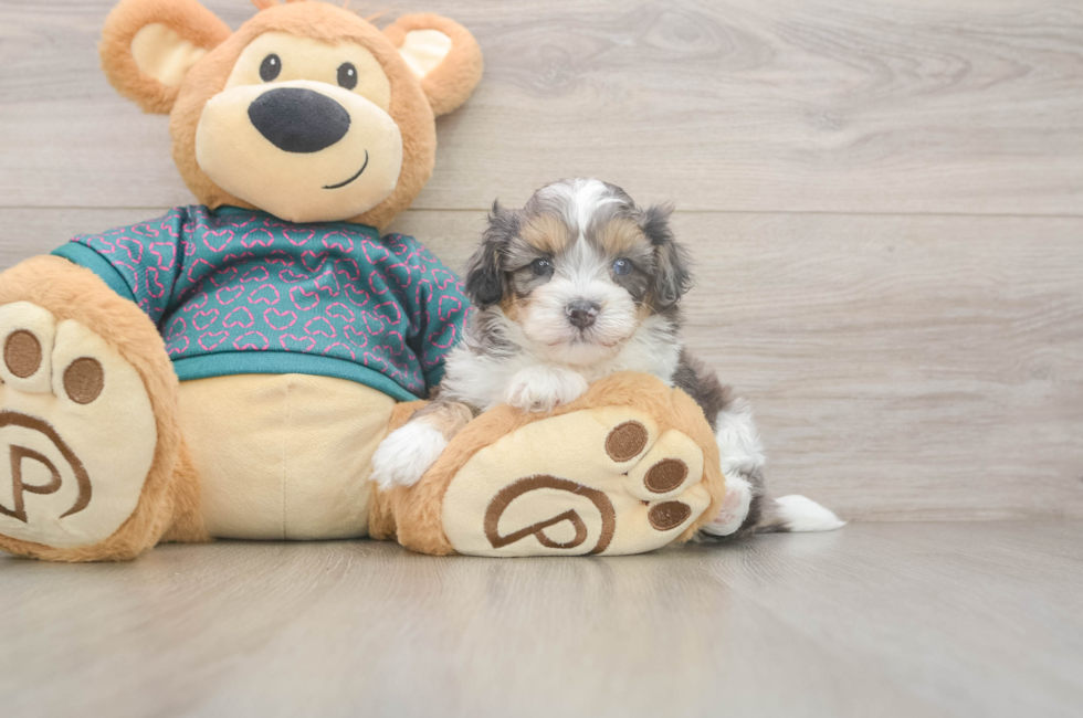 5 week old Shih Poo Puppy For Sale - Windy City Pups