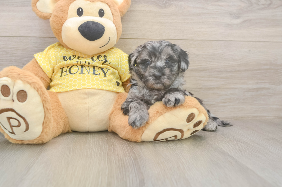 5 week old Shih Poo Puppy For Sale - Windy City Pups