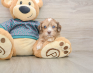 7 week old Shih Poo Puppy For Sale - Windy City Pups