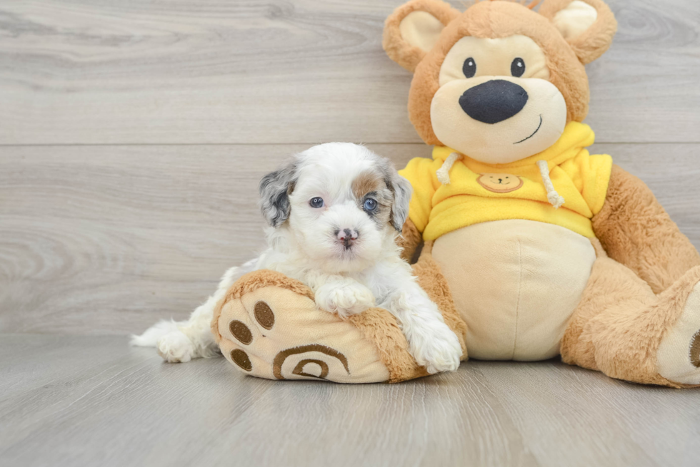 Energetic Shihpoo Poodle Mix Puppy