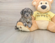 8 week old Shih Poo Puppy For Sale - Windy City Pups