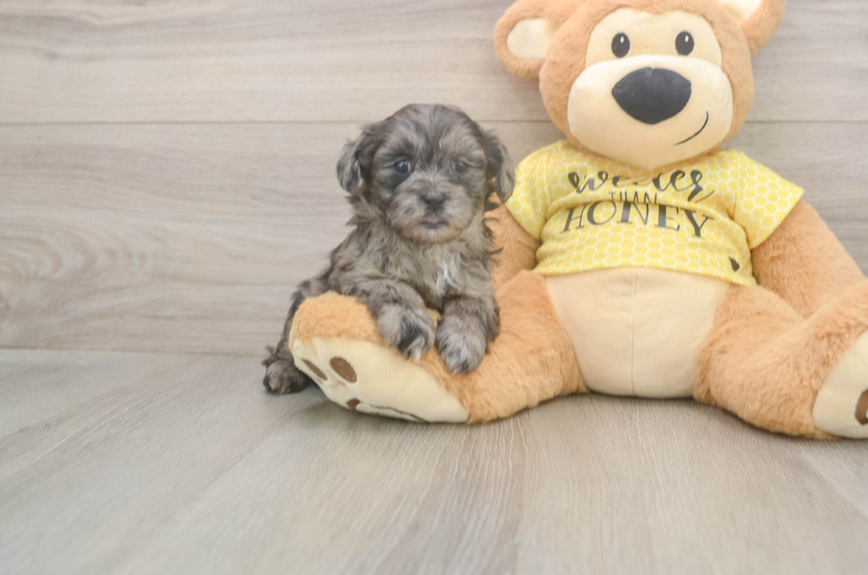 6 week old Shih Poo Puppy For Sale - Windy City Pups