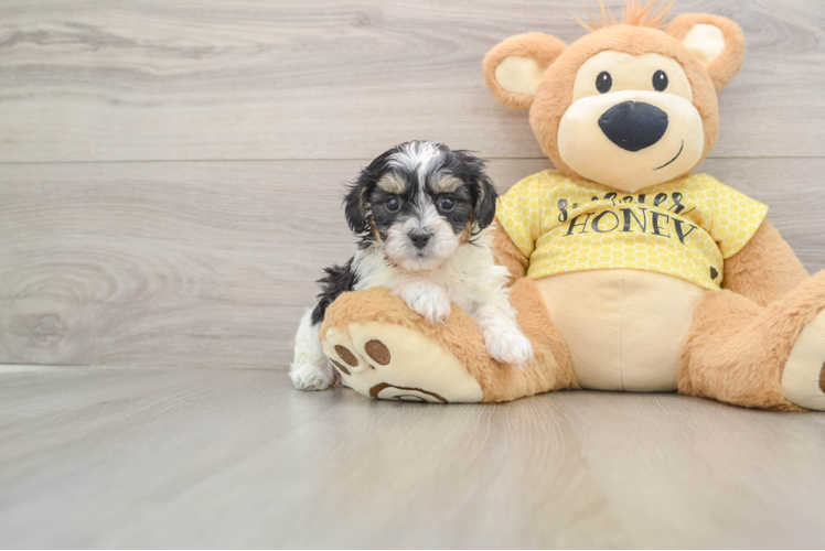 Hypoallergenic Shihpoo Poodle Mix Puppy