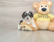 8 week old Shih Poo Puppy For Sale - Windy City Pups