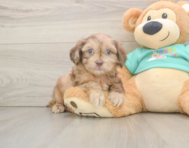 7 week old Shih Poo Puppy For Sale - Windy City Pups