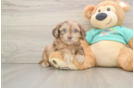 Shih Poo Puppy for Adoption