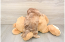 Adorable Shih Poo Poodle Mix Puppy