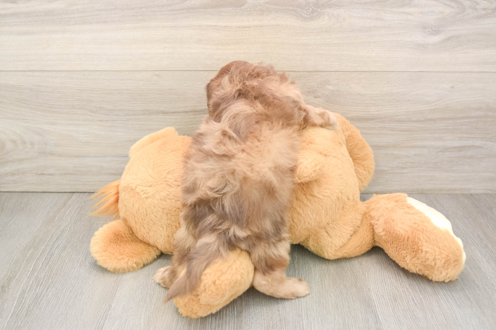 Adorable Shih Poo Poodle Mix Puppy