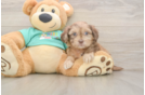 Popular Shih Poo Poodle Mix Pup