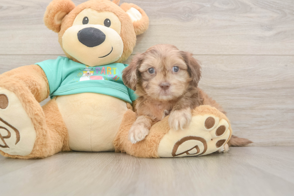 Popular Shih Poo Poodle Mix Pup