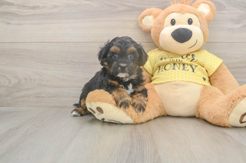 5 week old Shih Poo Puppy For Sale - Windy City Pups