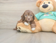 7 week old Shih Poo Puppy For Sale - Windy City Pups