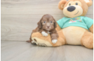 Shih Poo Puppy for Adoption