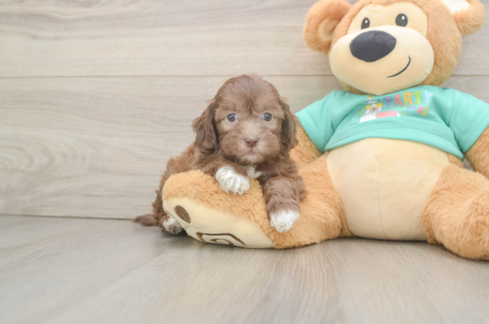 Shih Poo Puppy for Adoption