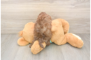 Best Shih Poo Baby