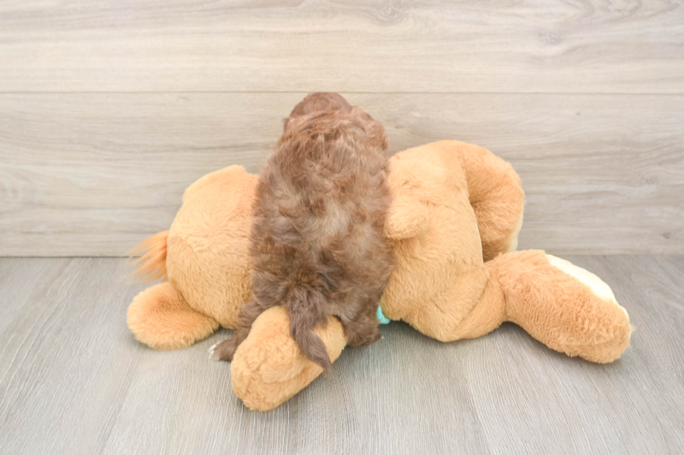 Best Shih Poo Baby