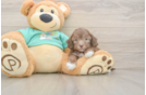 Energetic Shih Poo Poodle Mix Puppy