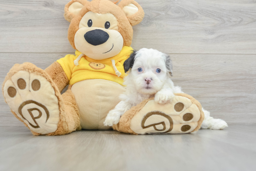 Hypoallergenic Shih Poo Poodle Mix Puppy