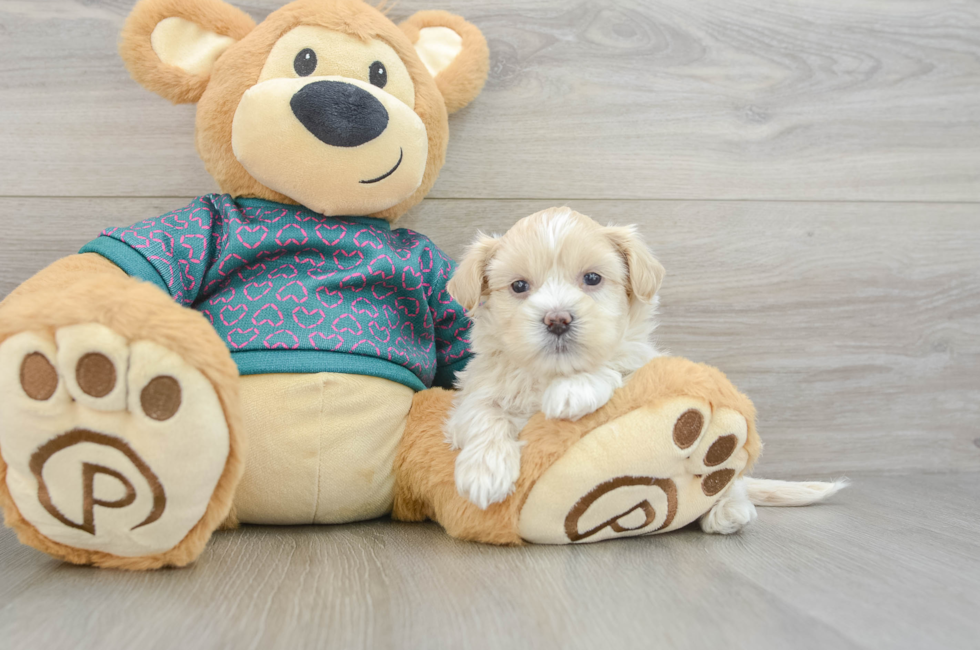 5 week old Shih Poo Puppy For Sale - Windy City Pups