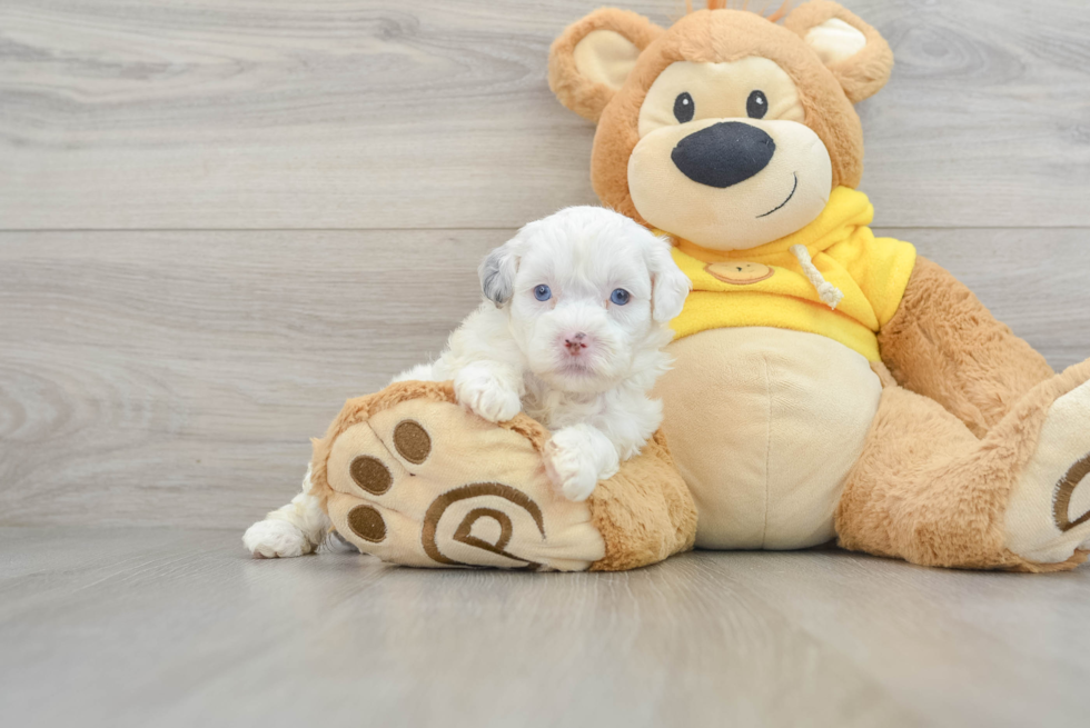 Energetic Shih Poo Poodle Mix Puppy