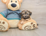 8 week old Shih Poo Puppy For Sale - Windy City Pups