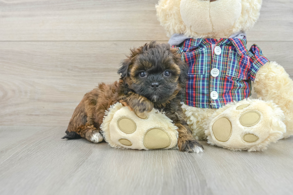 Fluffy Shih Poo Poodle Mix Pup