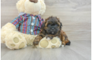 Fluffy Shih Poo Poodle Mix Pup