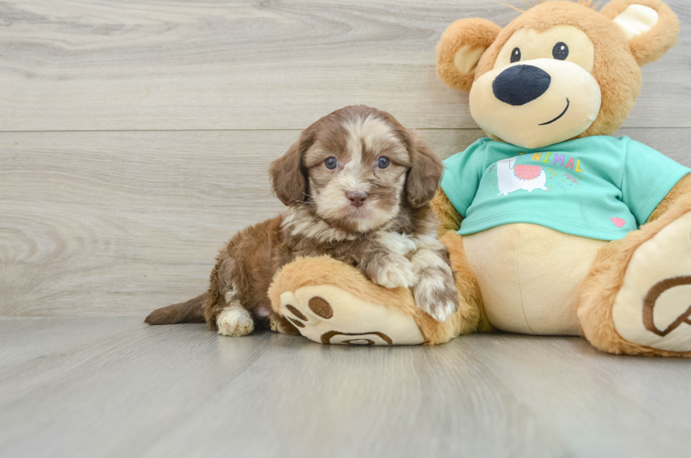 6 week old Shih Poo Puppy For Sale - Windy City Pups