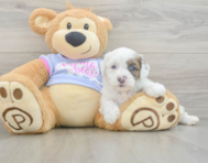8 week old Shih Poo Puppy For Sale - Windy City Pups