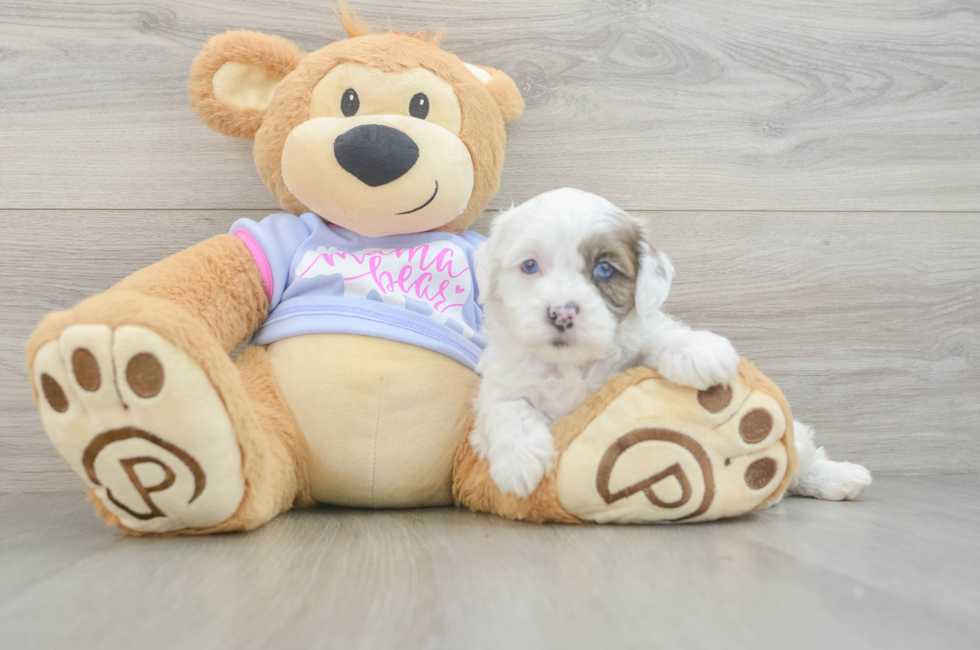 5 week old Shih Poo Puppy For Sale - Windy City Pups