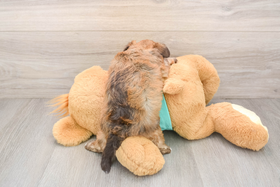 Little Shihpoo Poodle Mix Puppy