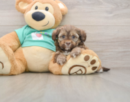 5 week old Shih Poo Puppy For Sale - Windy City Pups
