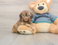 6 week old Shih Poo Puppy For Sale - Windy City Pups