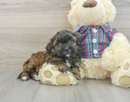 7 week old Shih Poo Puppy For Sale - Windy City Pups