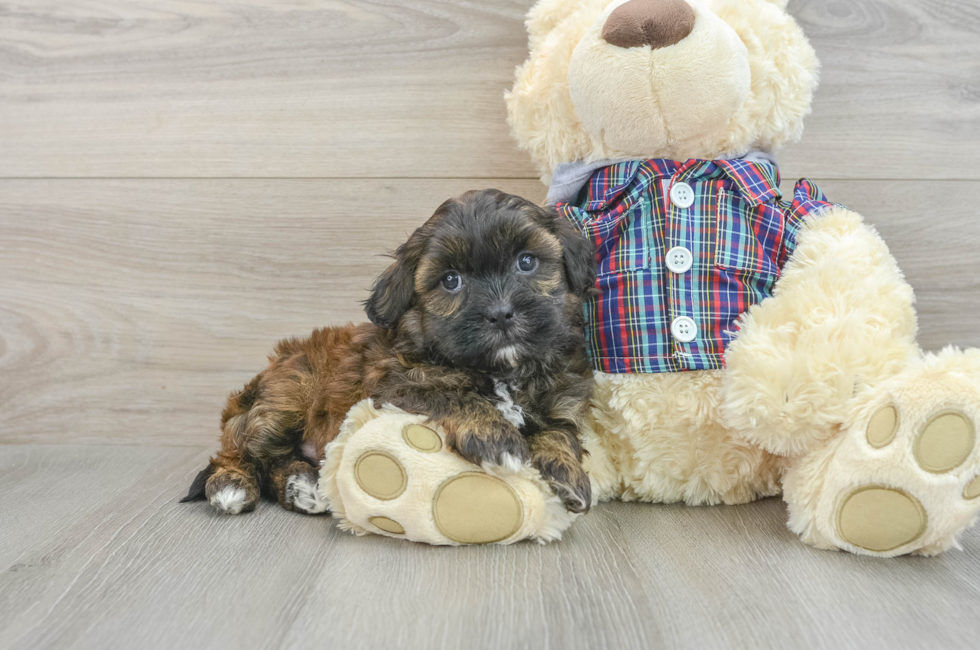 6 week old Shih Poo Puppy For Sale - Windy City Pups