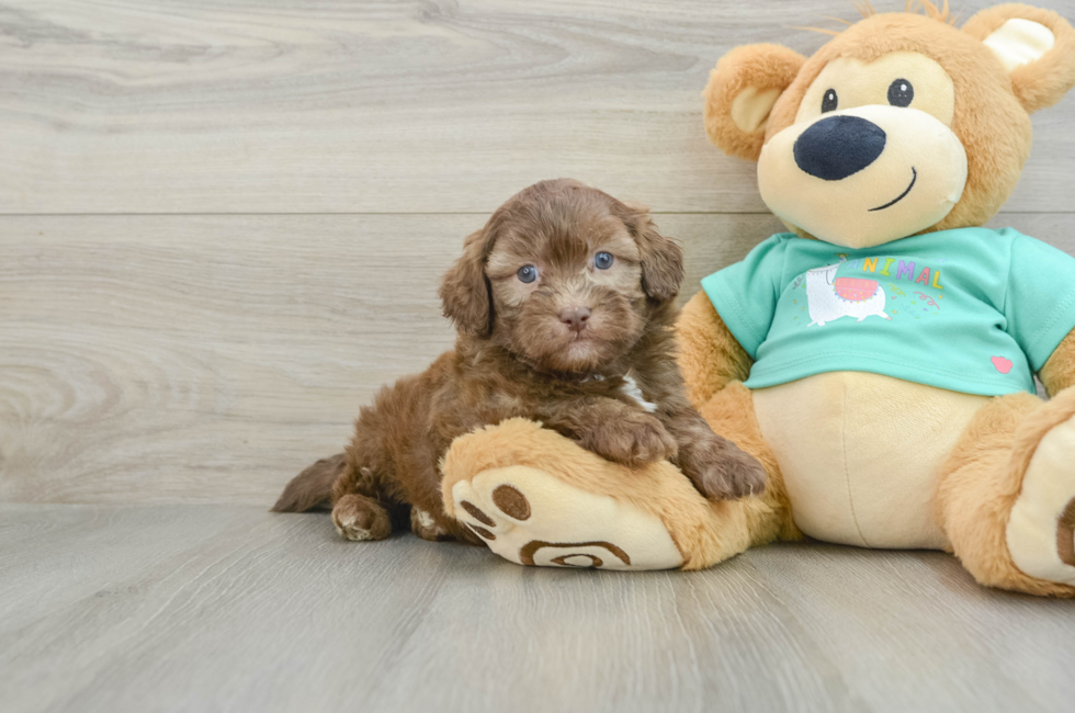 6 week old Shih Poo Puppy For Sale - Windy City Pups