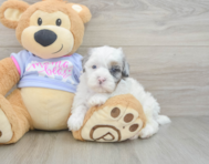 7 week old Shih Poo Puppy For Sale - Windy City Pups