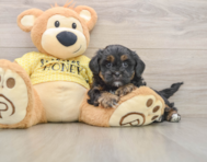 6 week old Shih Poo Puppy For Sale - Windy City Pups