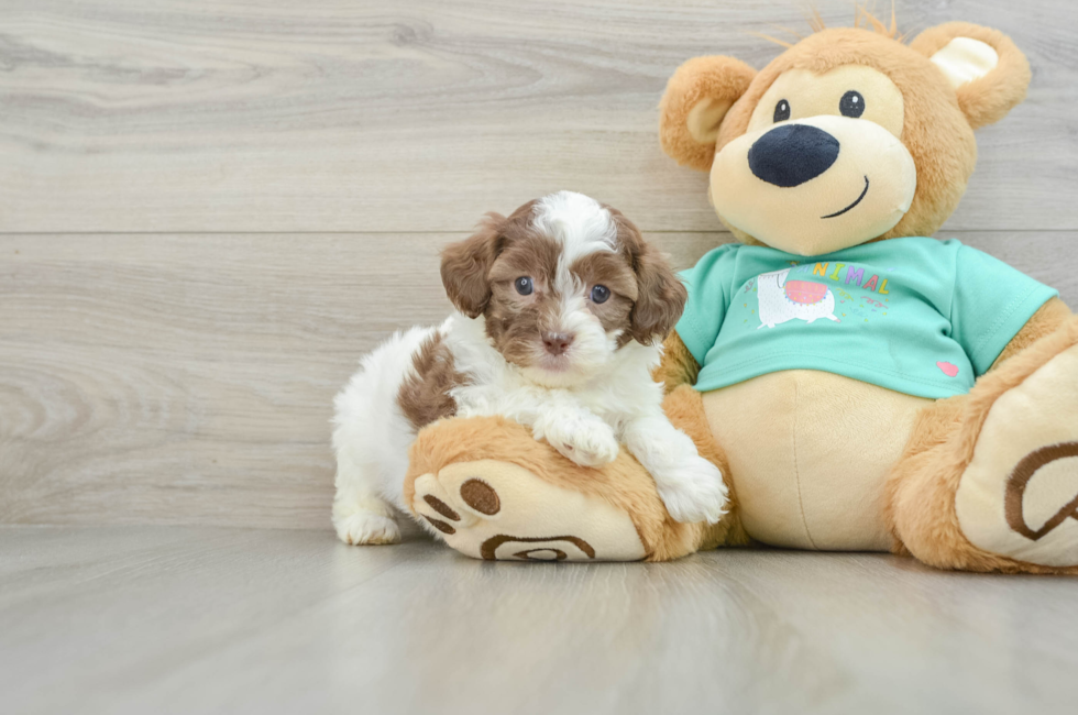 6 week old Shih Poo Puppy For Sale - Windy City Pups